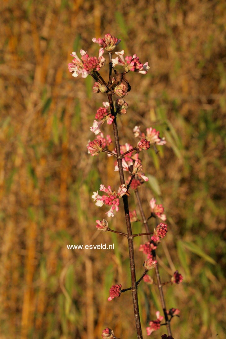 Viburnum bodnantense 'Dawn'
