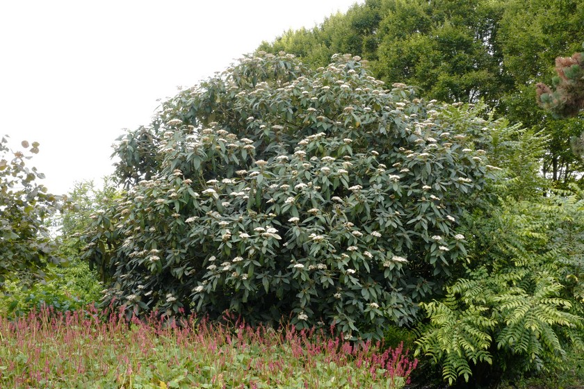 Viburnum rhytidophyllum