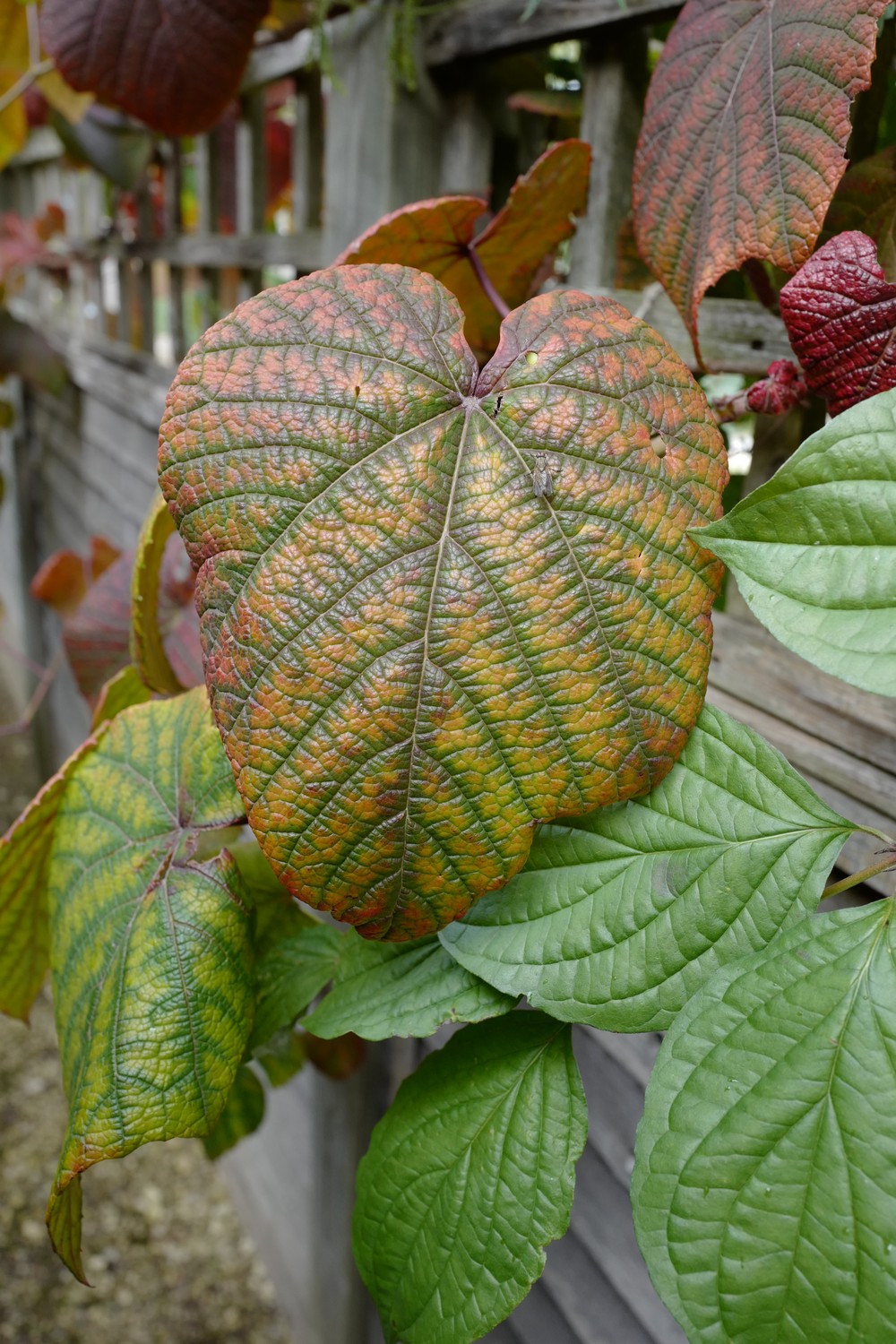 Vitis coignetiae