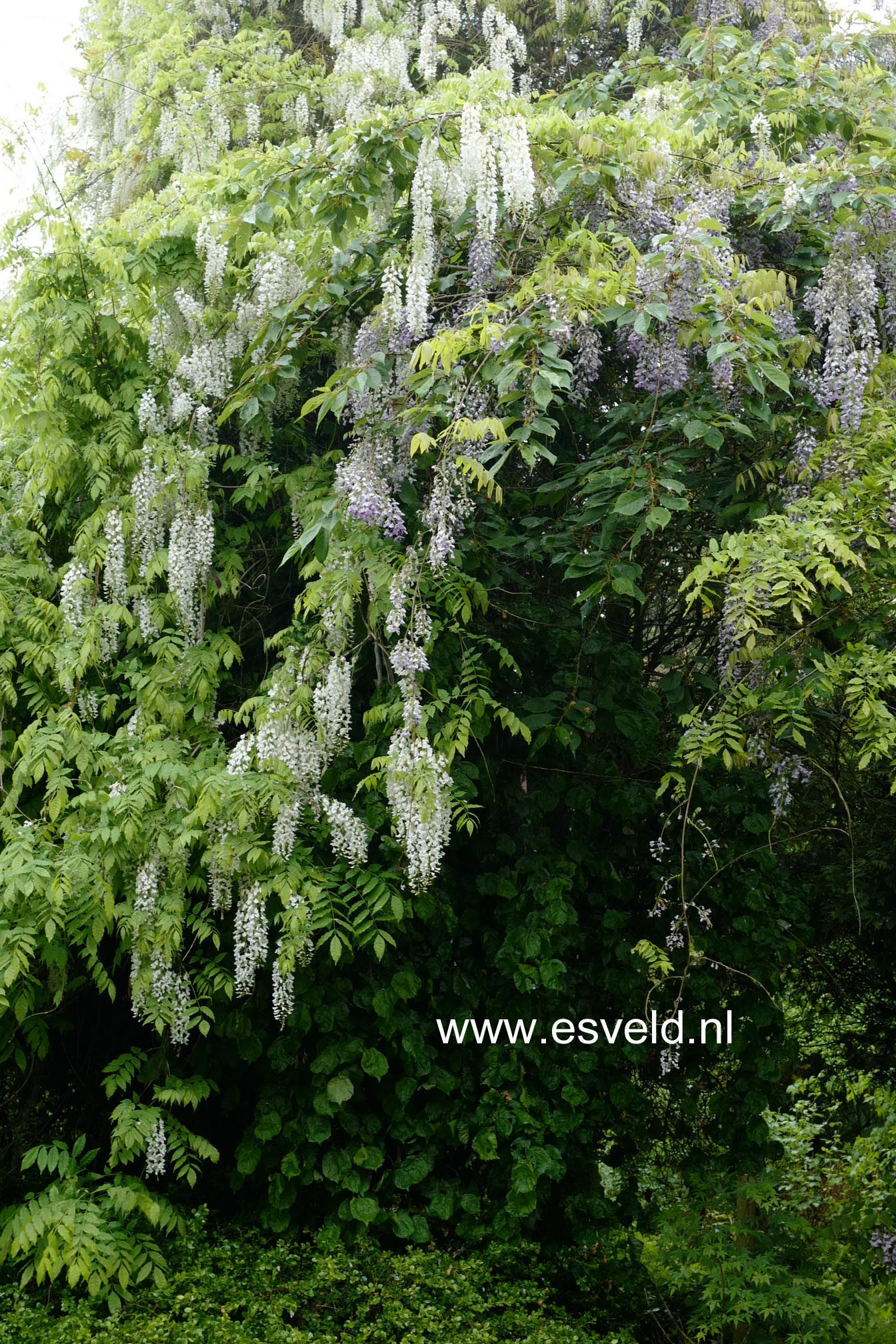 Wisteria floribunda