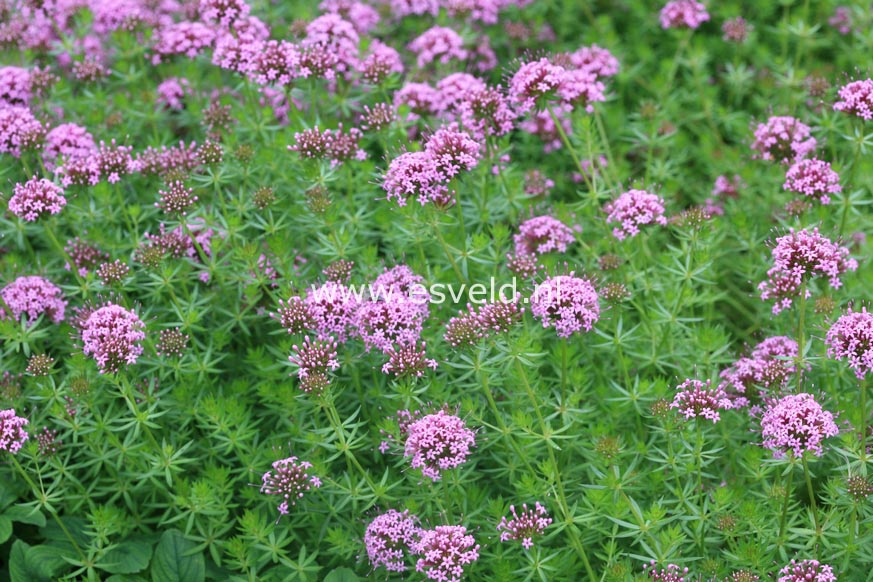 Phuopsis stylosa 'Purpurea'