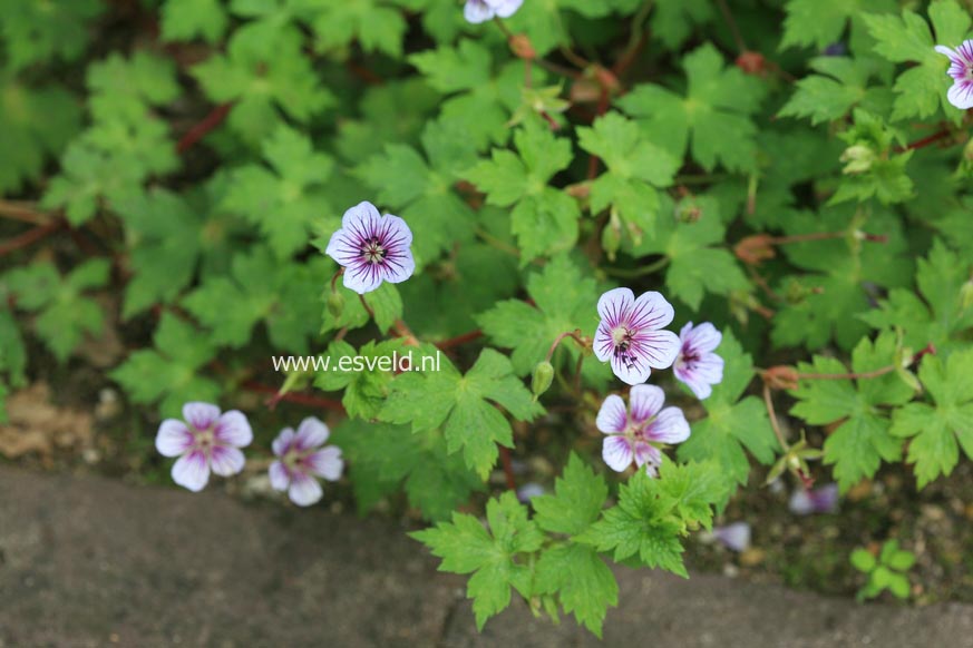 Geranium wallichianum 'Crystal Lake' (27042)
