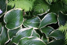 Hosta 'Fringe Benefit'