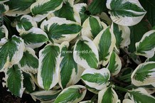 Hosta 'Brim Cup' (27090)