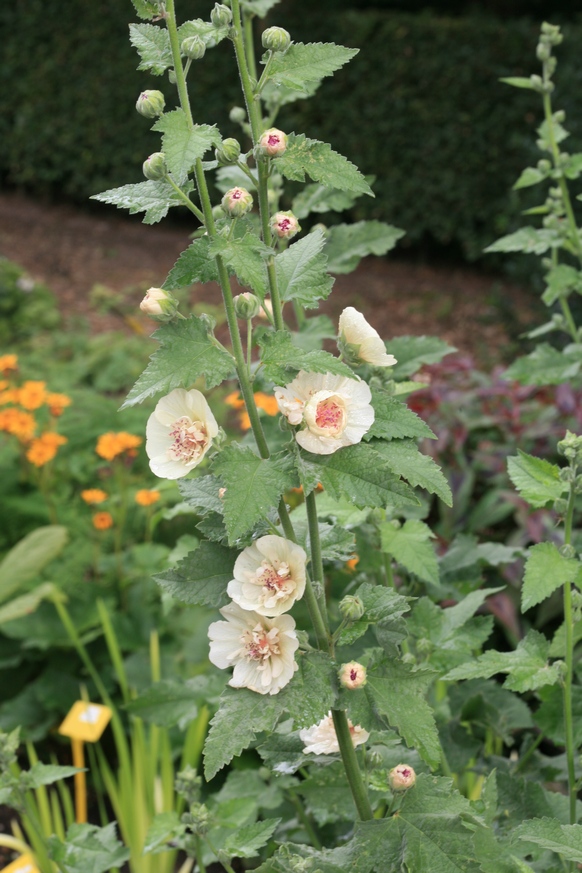 Alcea 'Parkallee' (27121)