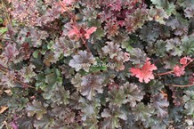 Heuchera 'Purple Petticoats' (27137)