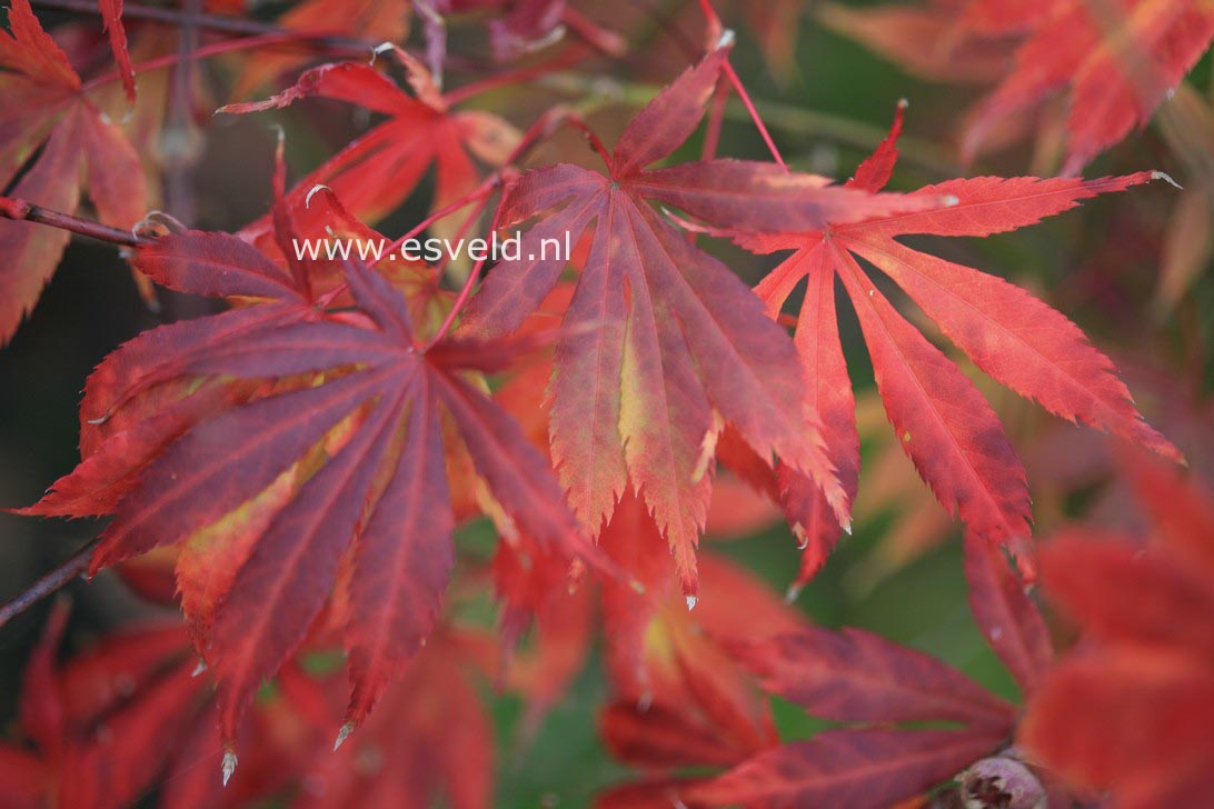 Acer palmatum 'Fudekage' (27565)