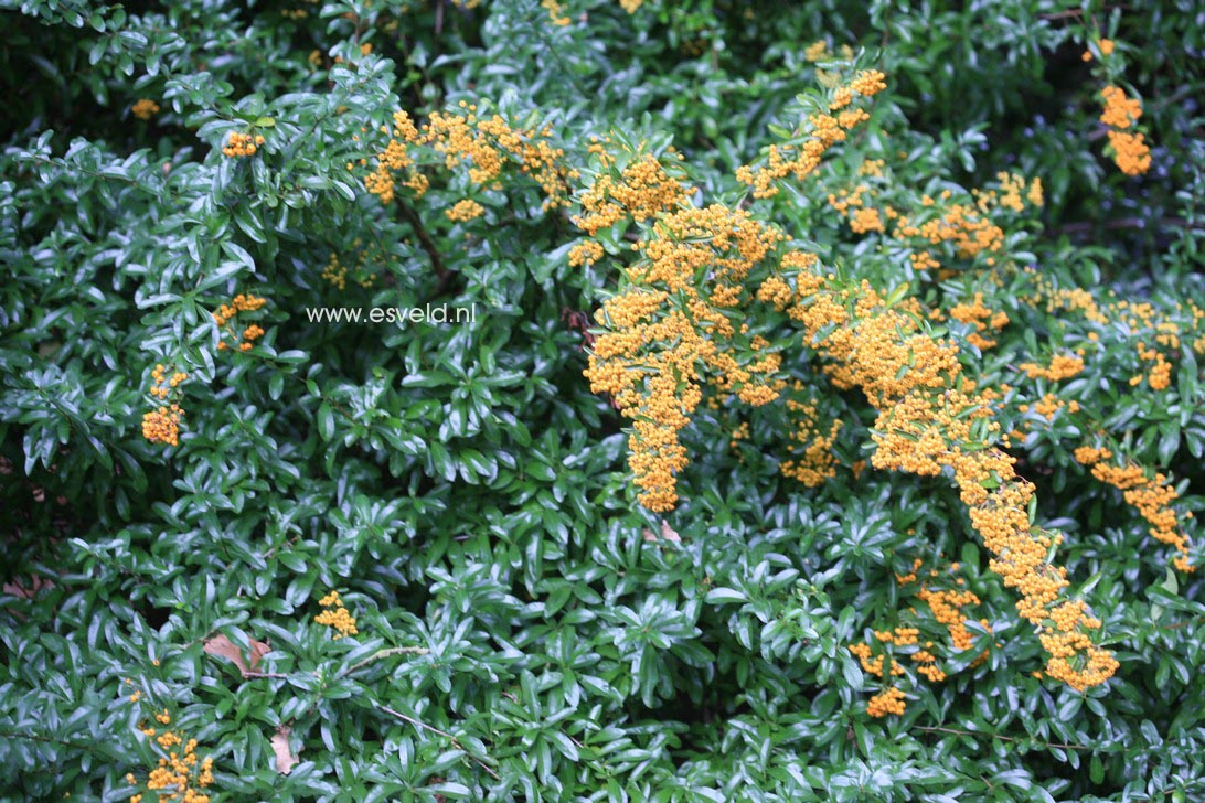 Pyracantha rogersiana 'Flava'
