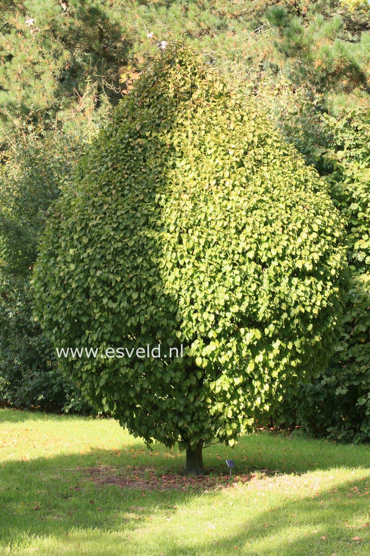 Carpinus betulus 'Columnaris Nana'