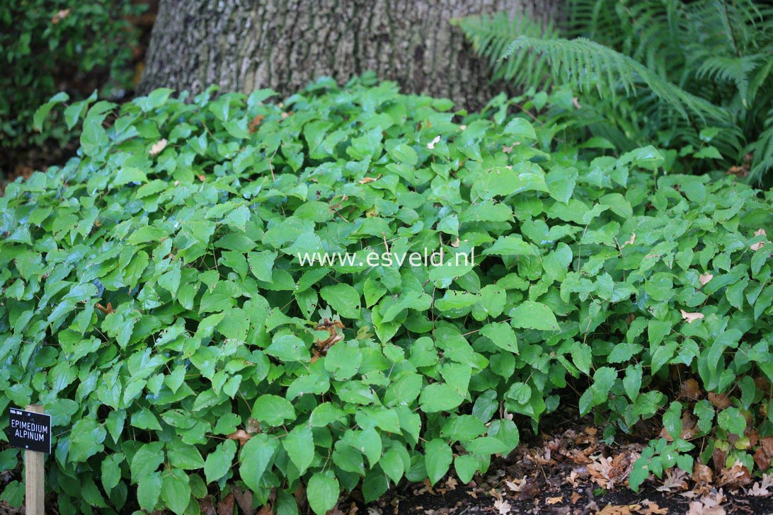 Epimedium alpinum (27936)