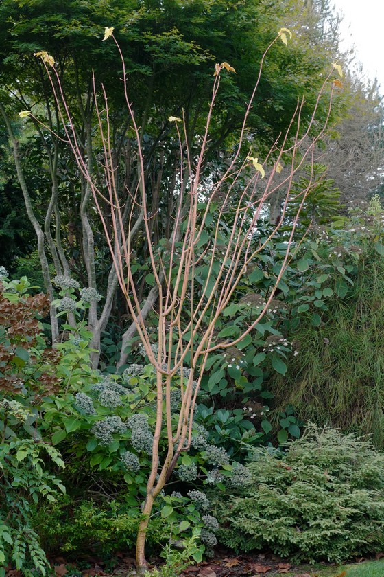 Acer conspicuum 'Phoenix'
