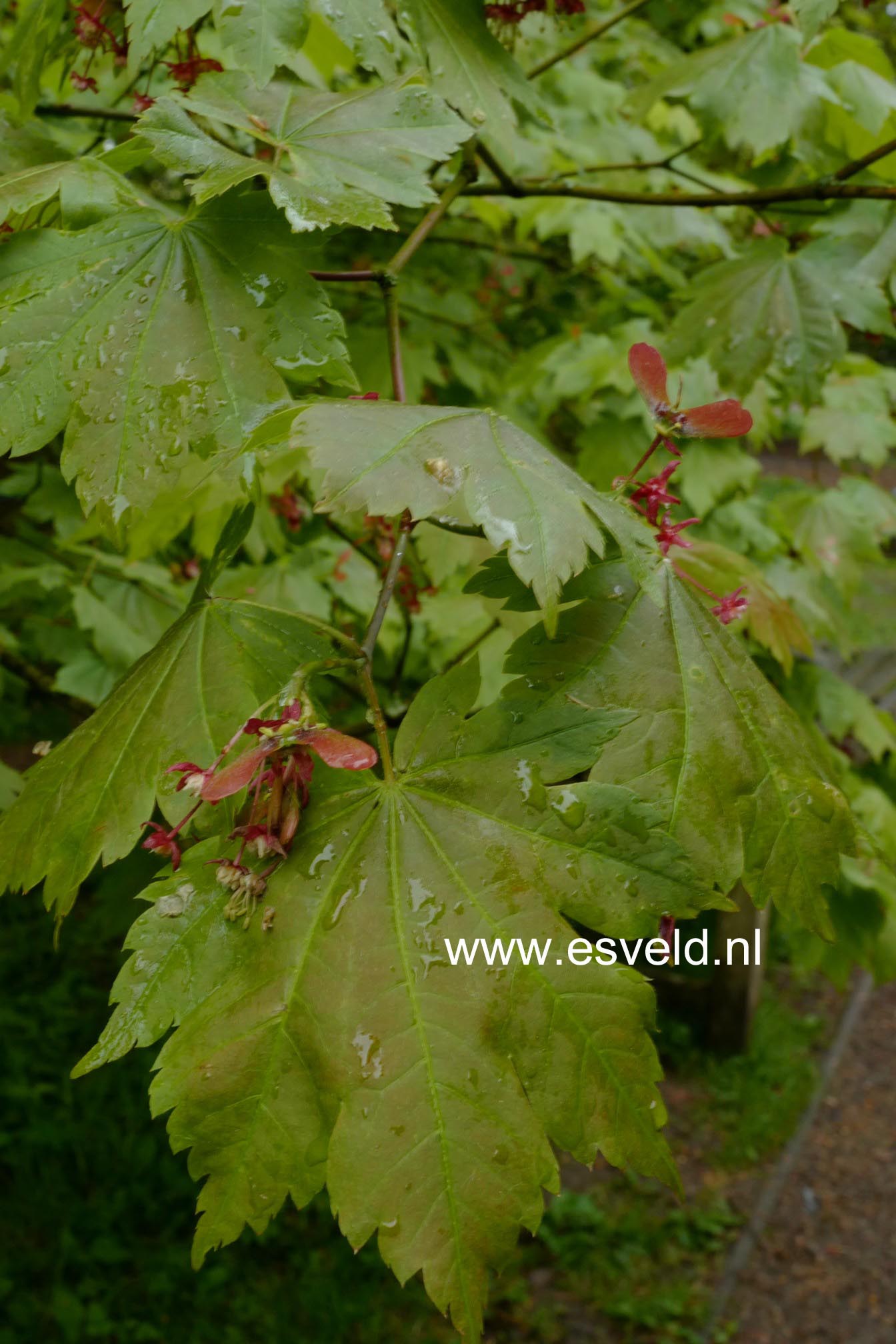 Acer japonicum