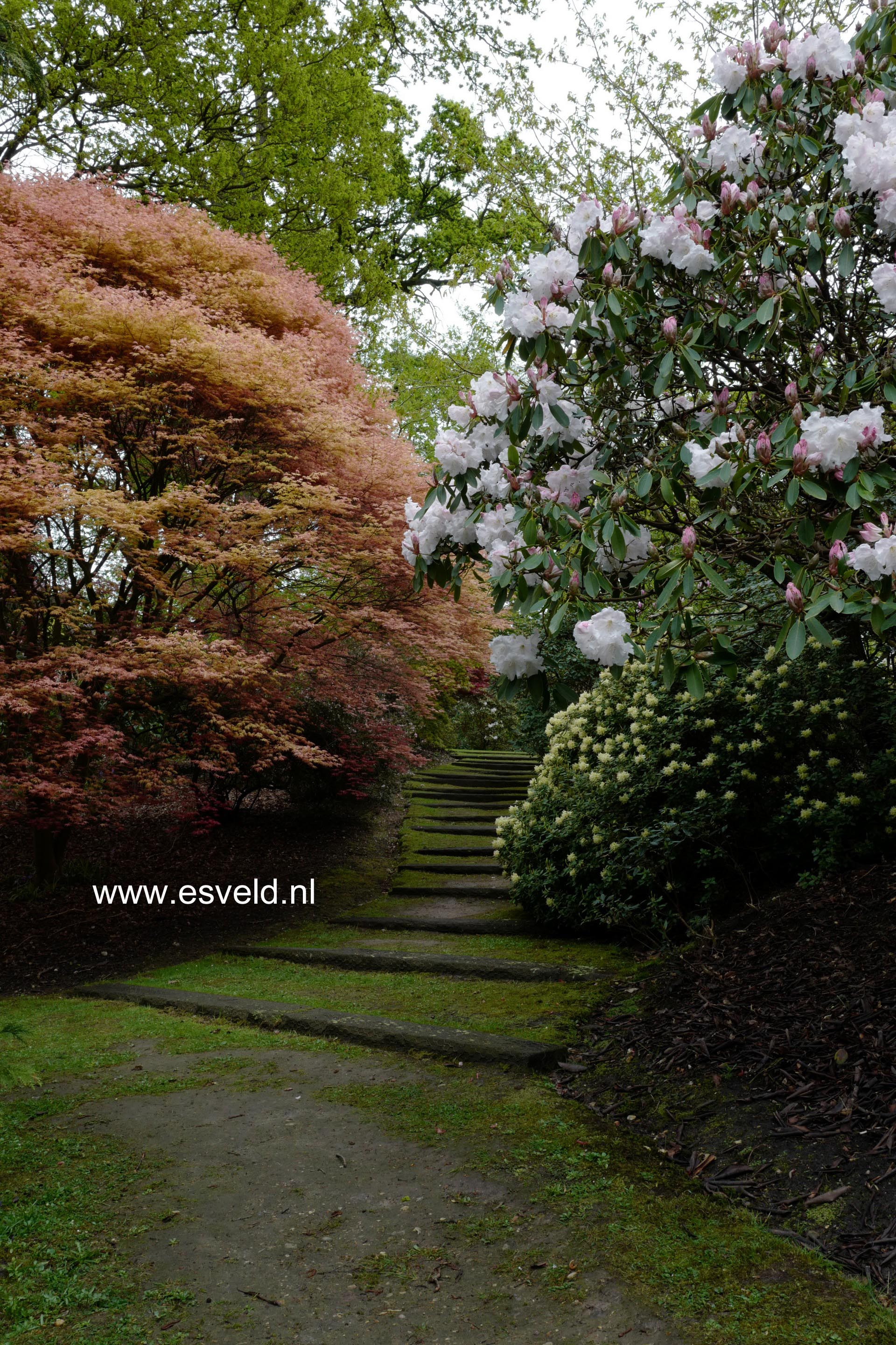 Acer palmatum 'Corallinum'