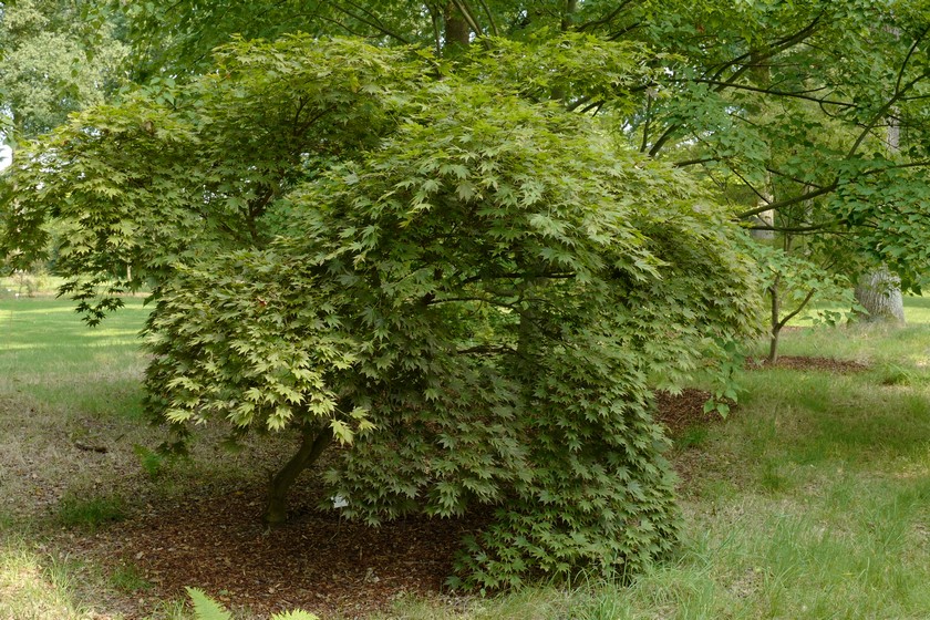 Acer palmatum 'Mirte'