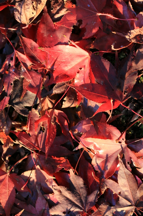 Acer palmatum 'Osakazuki'