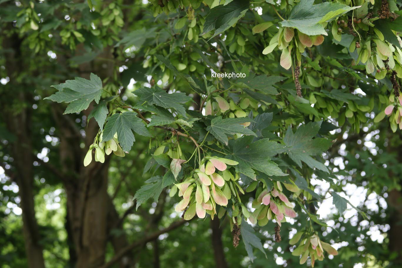 Acer pseudoplatanus