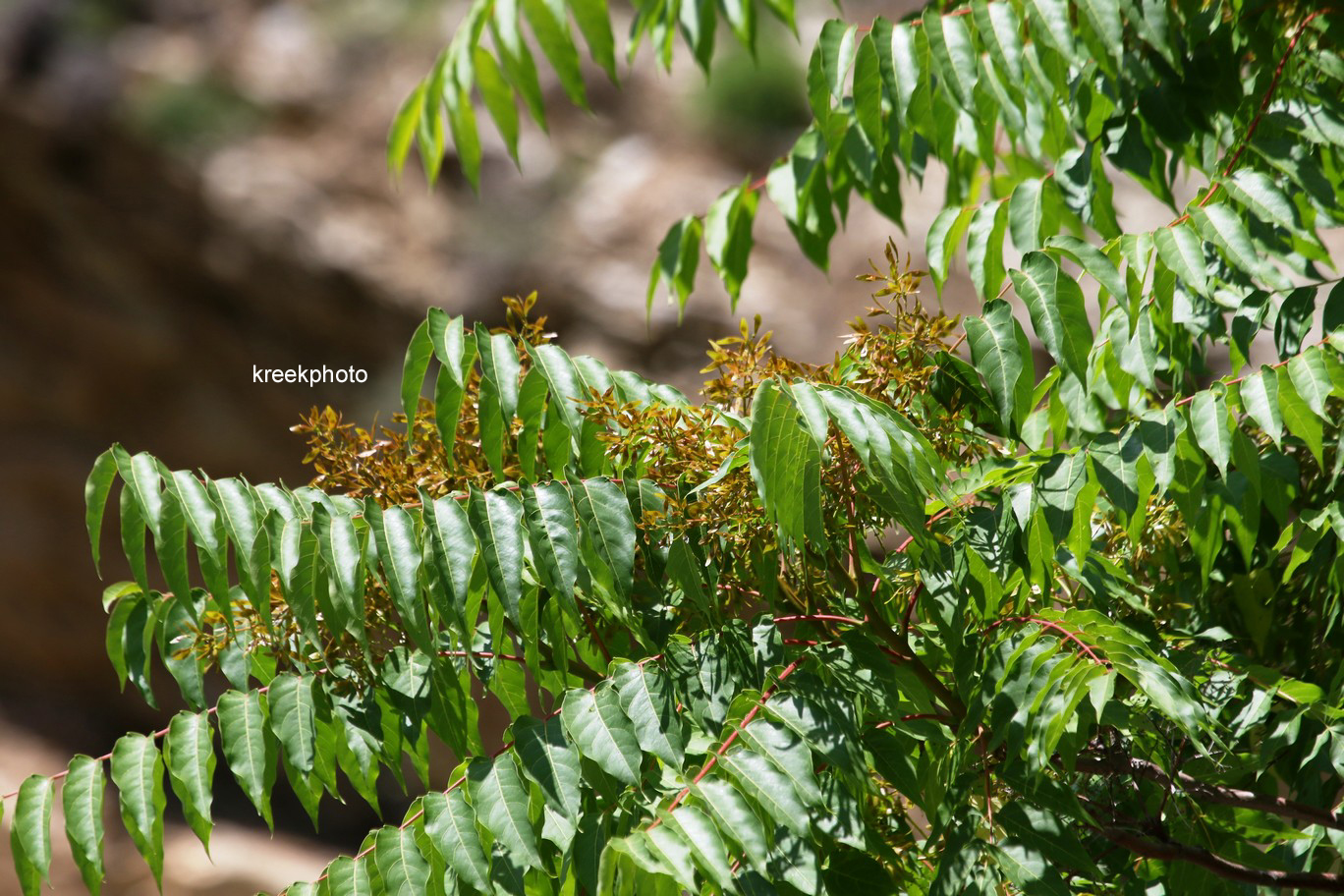 Ailanthus altissima