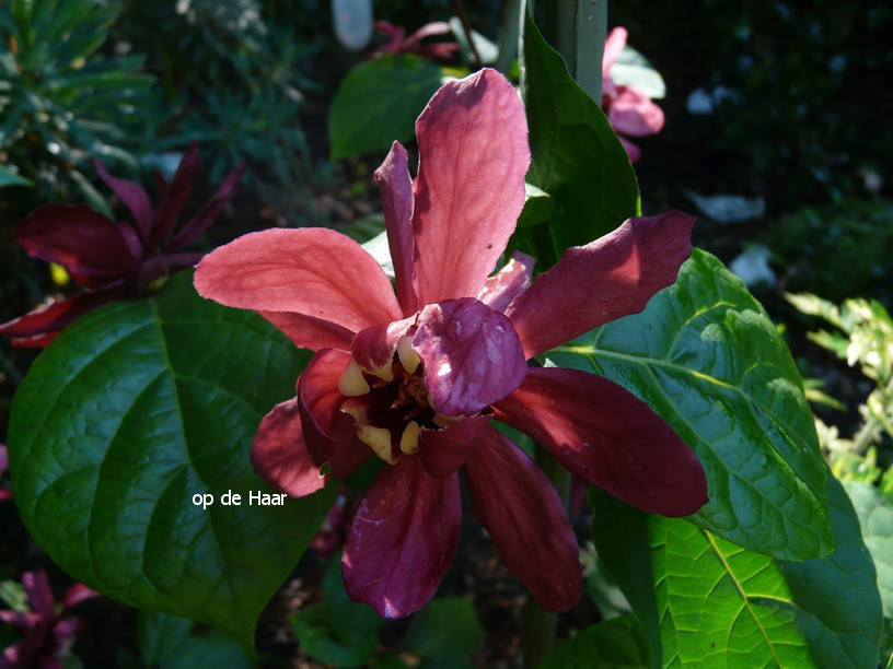 Calycanthus raulstonii 'Hartlage Wine'