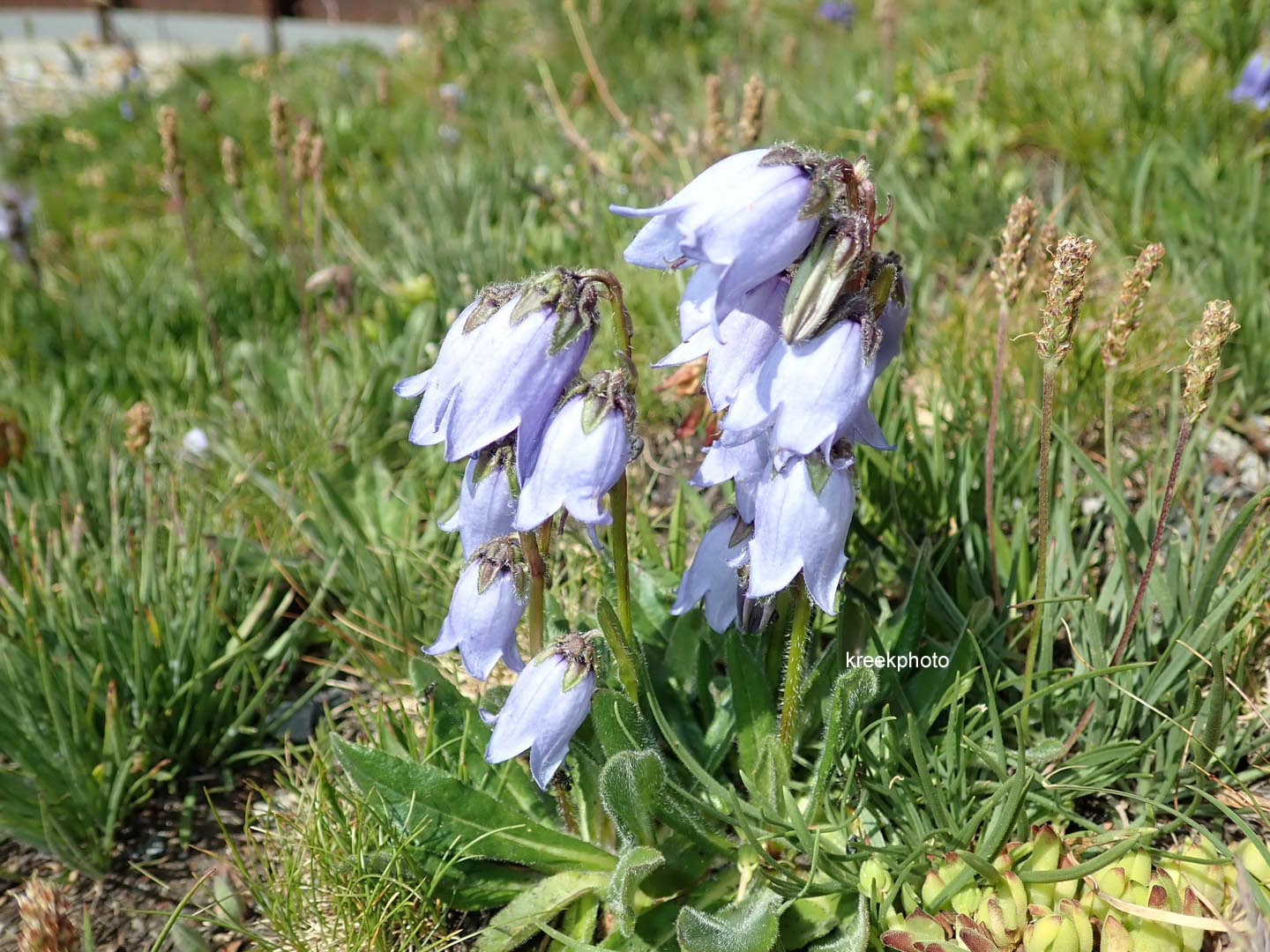 Campanula barbata