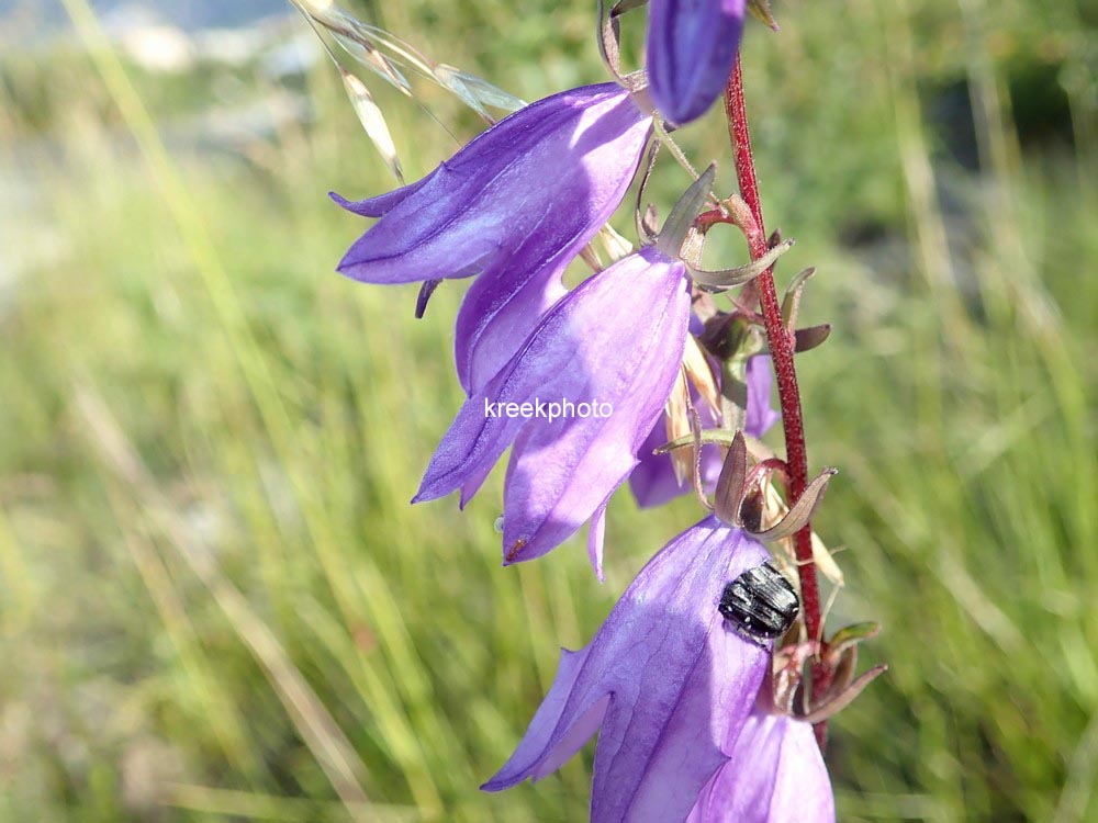 Campanula rapunculoides