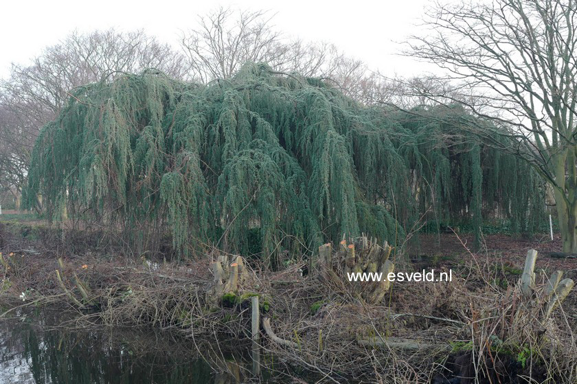 Cedrus libani 'Glauca Pendula'