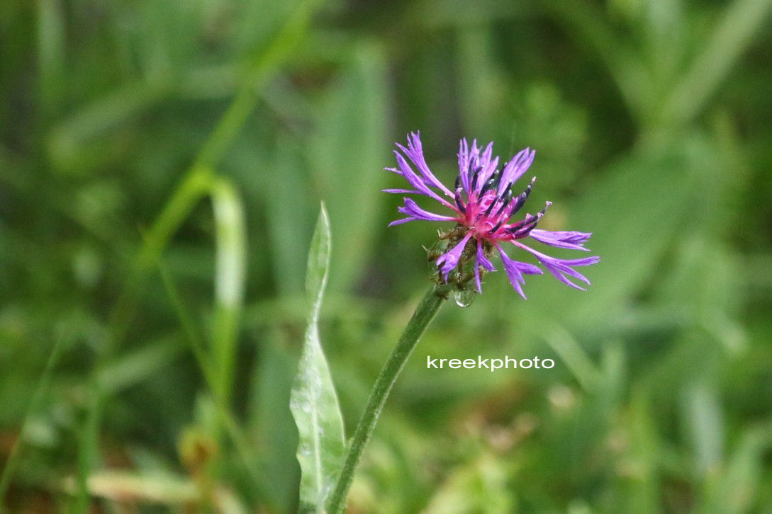 Centaurea montana