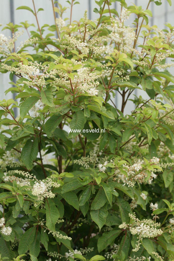 Clethra barbinervis