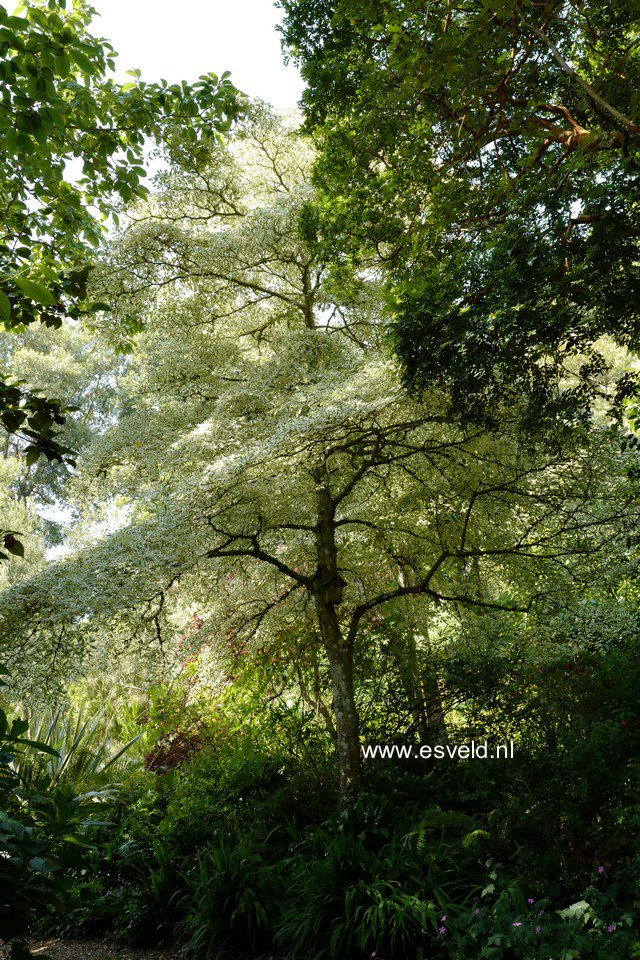 Cornus controversa 'Variegata'