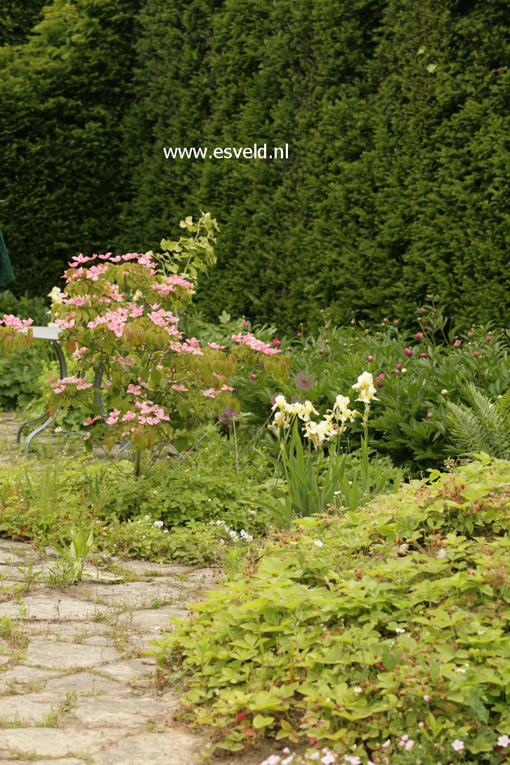 Cornus kousa 'Satomi'