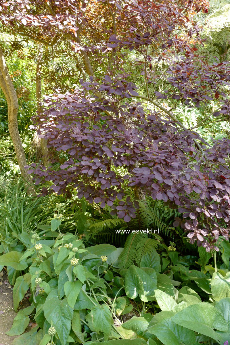Cotinus coggygria 'Royal Purple'