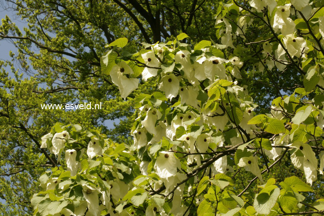 Davidia involucrata