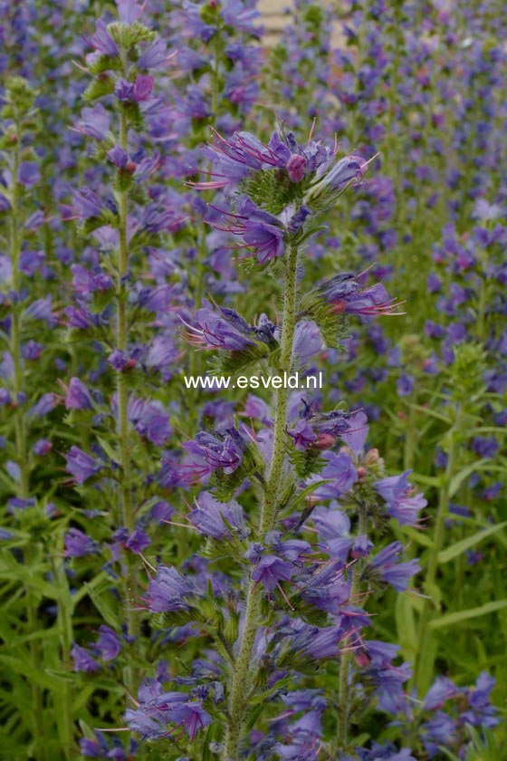 Echium vulgare