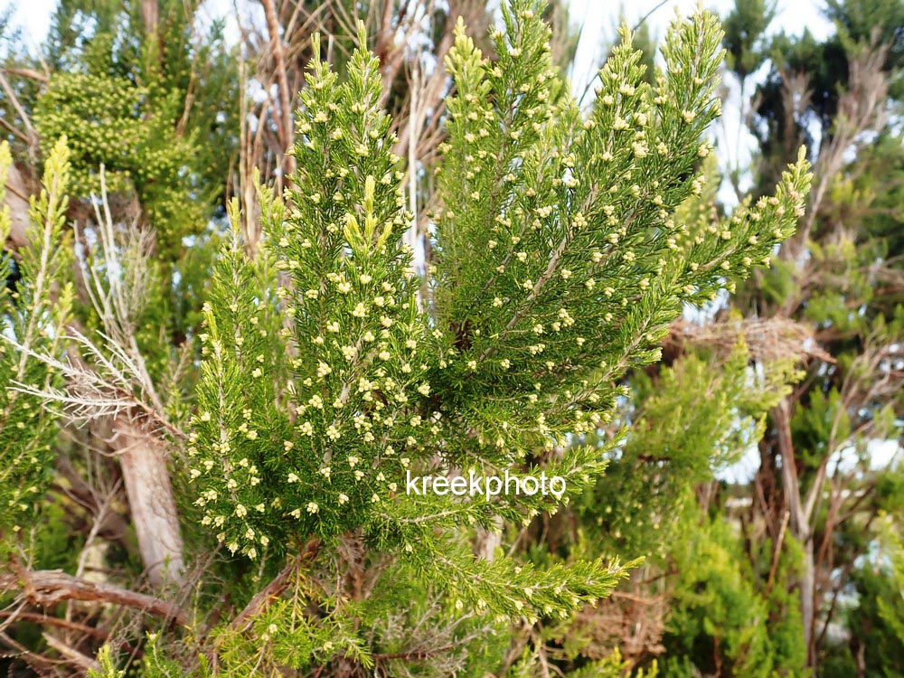 Erica arborea