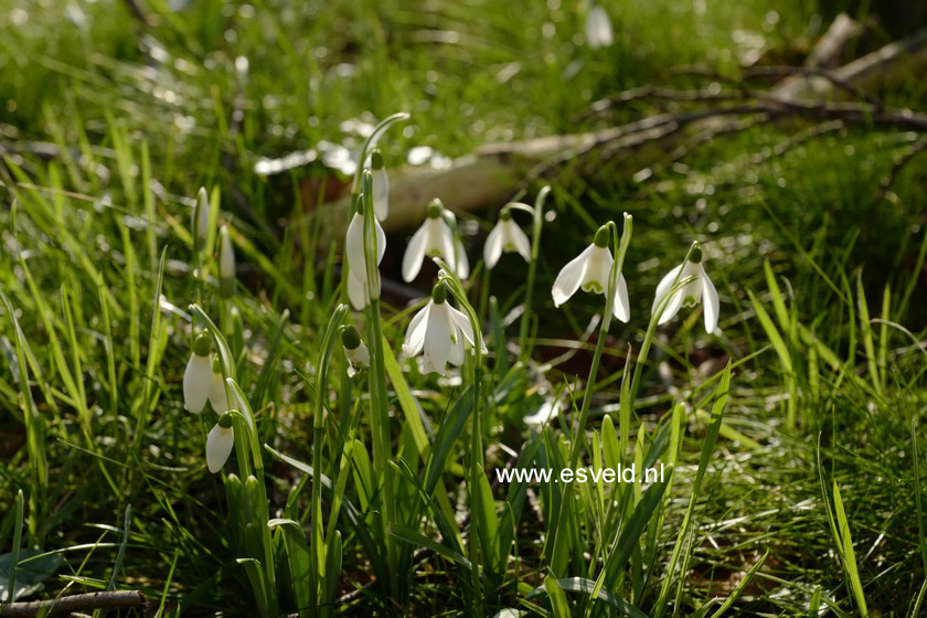 Galanthus nivalis