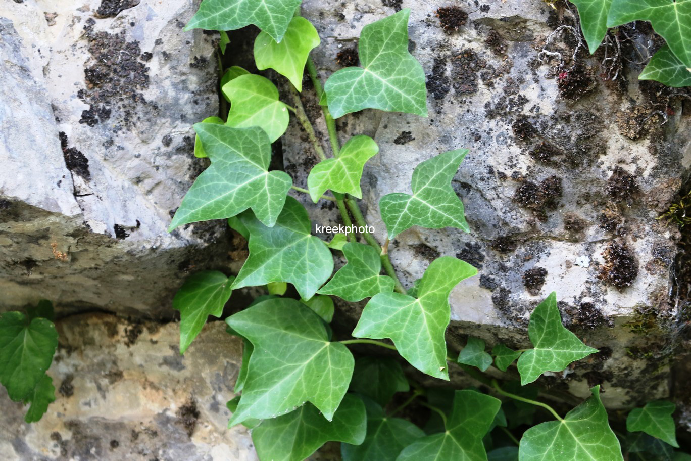 Hedera helix