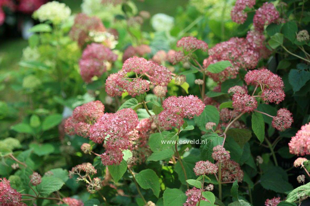 Hydrangea arborescens 'Ncha1' (INVINCIBELLE SPIRIT)
