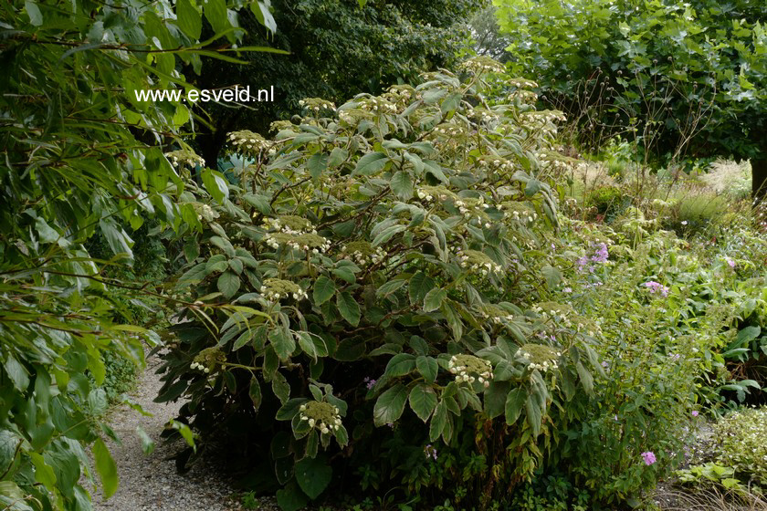 Hydrangea aspera sargentiana