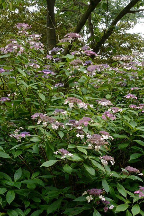 Hydrangea macrophylla 'Mariesii Lilacina'