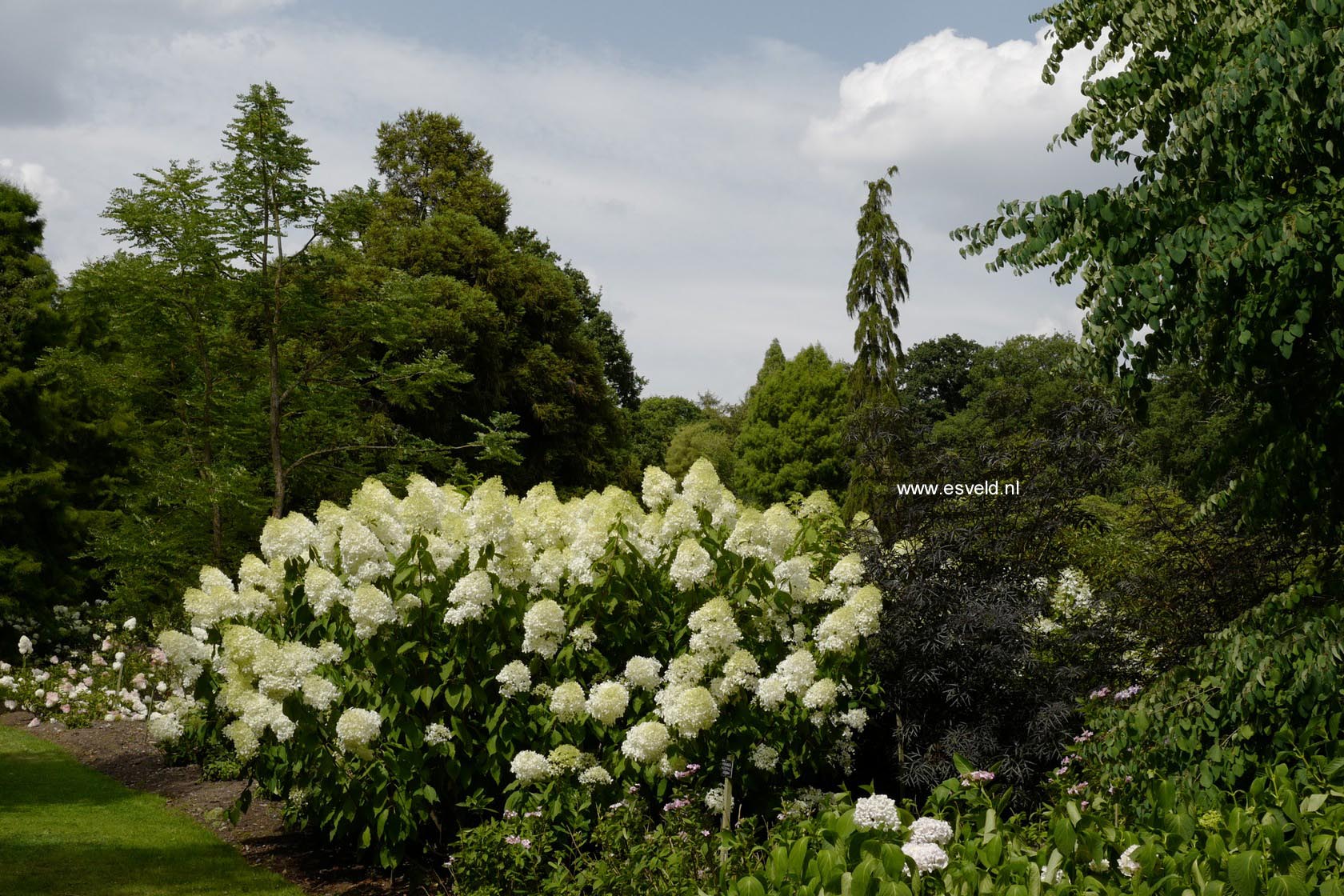 Hydrangea paniculata 'Phantom'