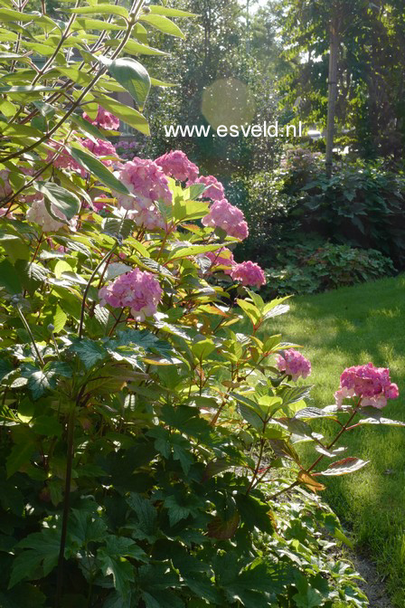 Hydrangea serrata 'Preziosa'