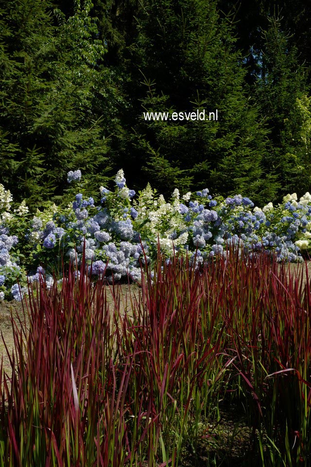 Imperata cylindrica 'Red Baron'