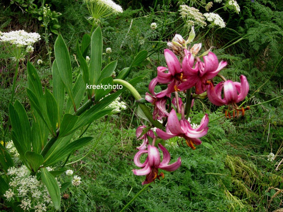 Lilium martagon