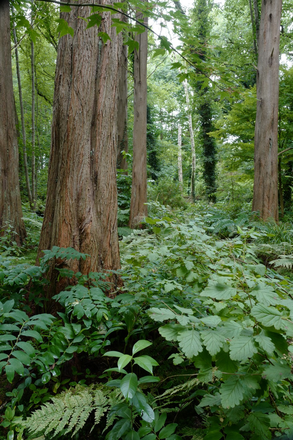 Metasequoia glyptostroboides