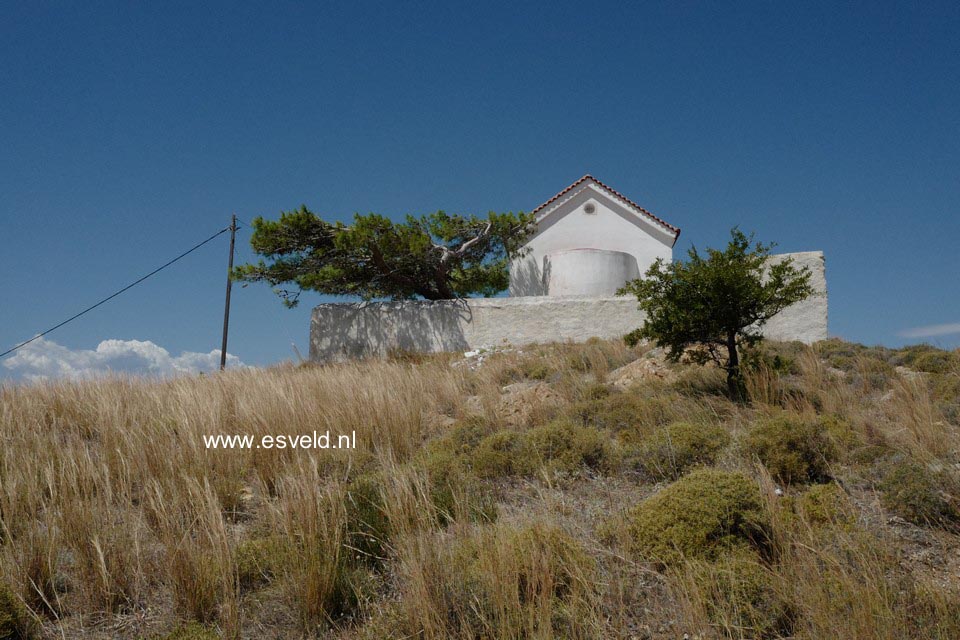 Pinus halepensis