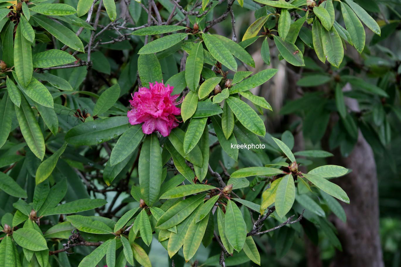Rhododendron arboreum