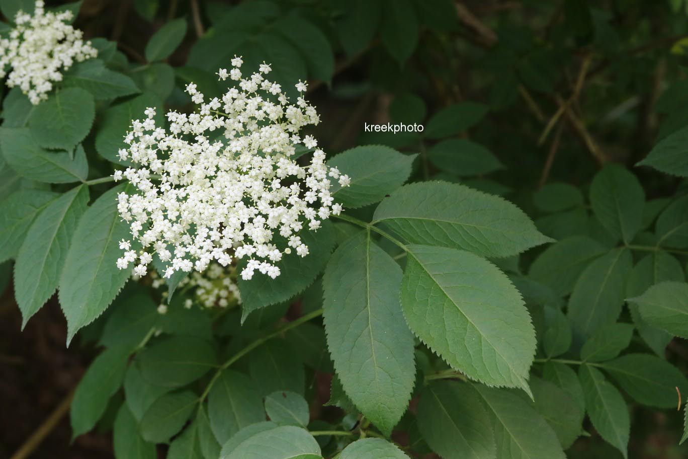 Sambucus nigra