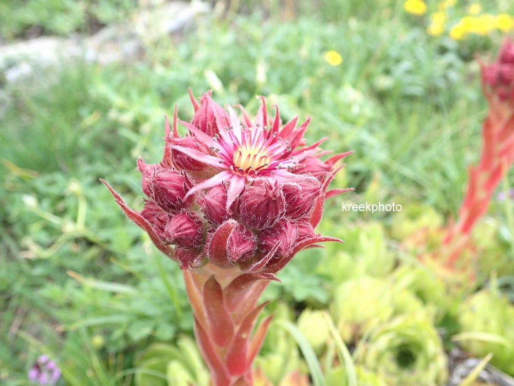 Sempervivum tectorum