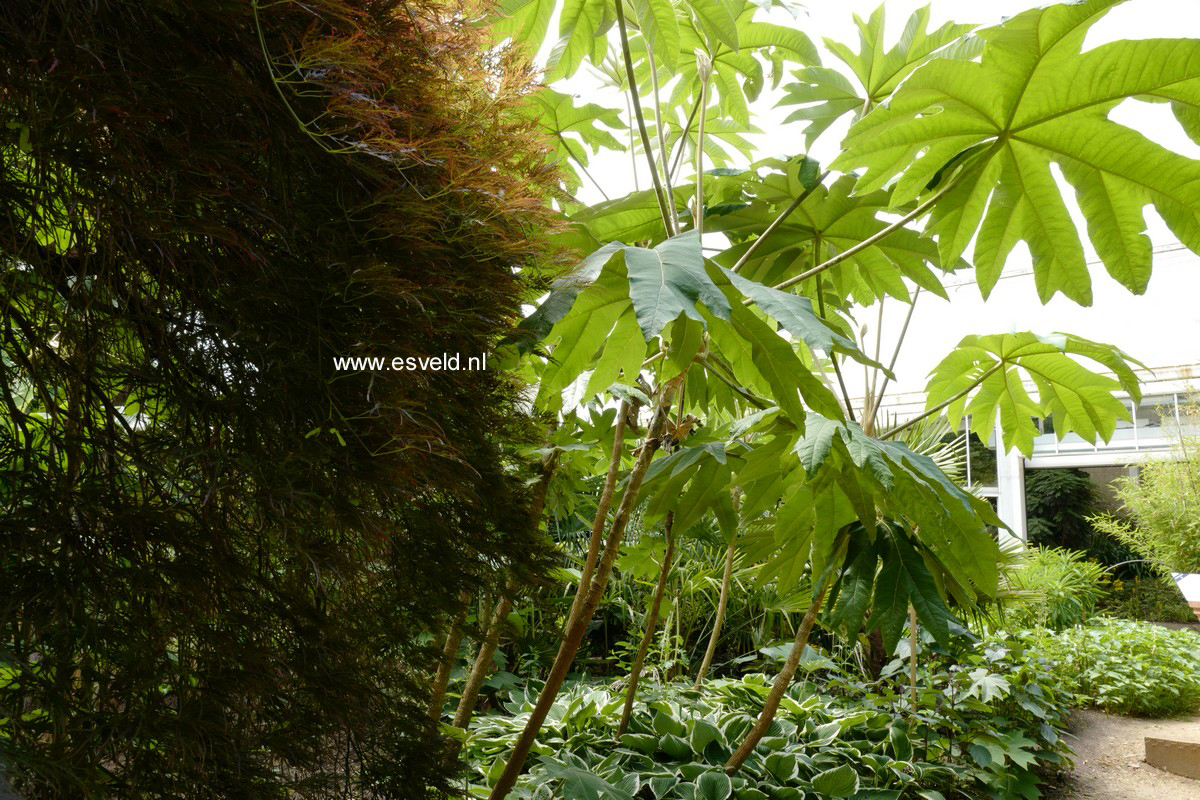 Tetrapanax papyrifer