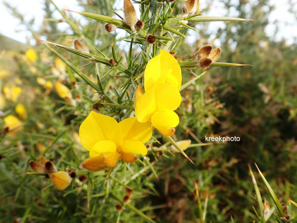 Ulex europaeus