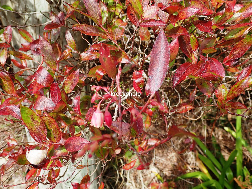 Vaccinium padifolium